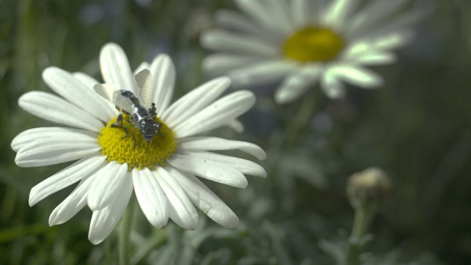 Hated in the nation Black Mirror